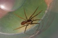 Dolomedes fimbriatus / Dolomedes plantarius