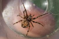 Larinioides cornutus