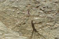Holocnemus pluchei