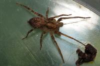 Anyphaena accentuata