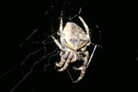 Araneus angulatus