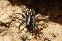 Alopecosa albofasciata