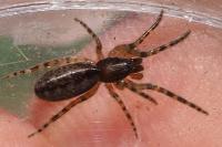 Segestria florentina