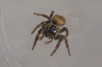 Carrhotus xanthogramma