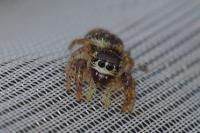 Macaroeris nidicolens