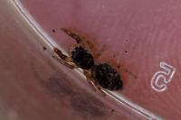 Macaroeris nidicolens