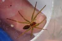 Dolomedes fimbriatus / Dolomedes plantarius