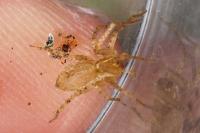 Anyphaena accentuata