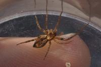 Anyphaena accentuata