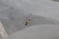 Tetragnatha