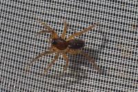 Araneidae