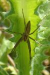 Pisaura mirabilis