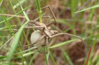 Pisaura mirabilis