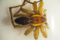 Dolomedes fimbriatus