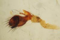 Metellina mengei