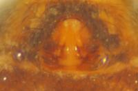 Pardosa hortensis