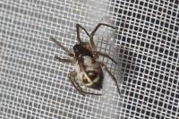 Microlinyphia pusilla