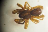 Trochosa terricola