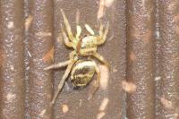 Heliophanus tribulosus