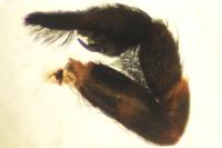 Pardosa saltans