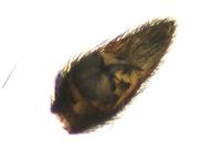 Pardosa saltans