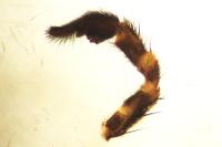 Pardosa tenuipes