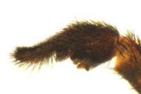 Pardosa tenuipes
