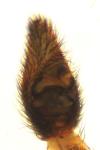 Pardosa tenuipes