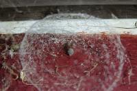 Holocnemus pluchei
