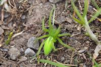Micrommata virescens