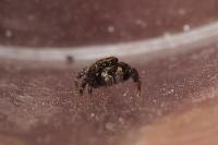 Pseudeuophrys erratica