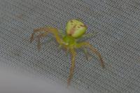 Ebrechtella tricuspidata