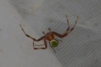 Ebrechtella tricuspidata