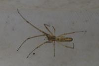 Tetragnatha