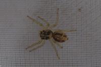 Phintella castriesiana