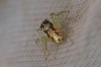 Phintella castriesiana