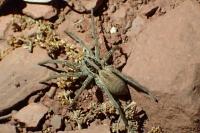 Hogna radiata