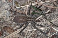 Hogna radiata