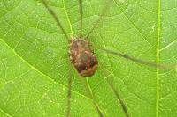 Leiobunum blackwallii