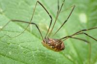 Leiobunum blackwallii