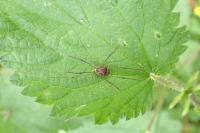 Leiobunum blackwallii