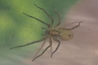 Anyphaena accentuata