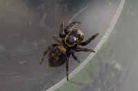 Carrhotus xanthogramma