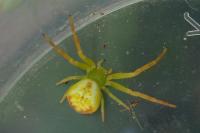 Ebrechtella tricuspidata