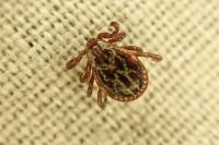 Dermacentor reticulatus