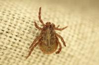 Dermacentor reticulatus