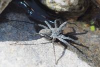 Pardosa wagleri