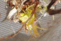 Ebrechtella tricuspidata