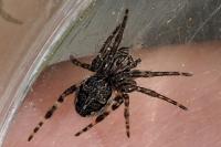 Larinioides sclopetarius