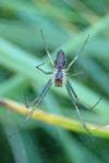 Neriene radiata